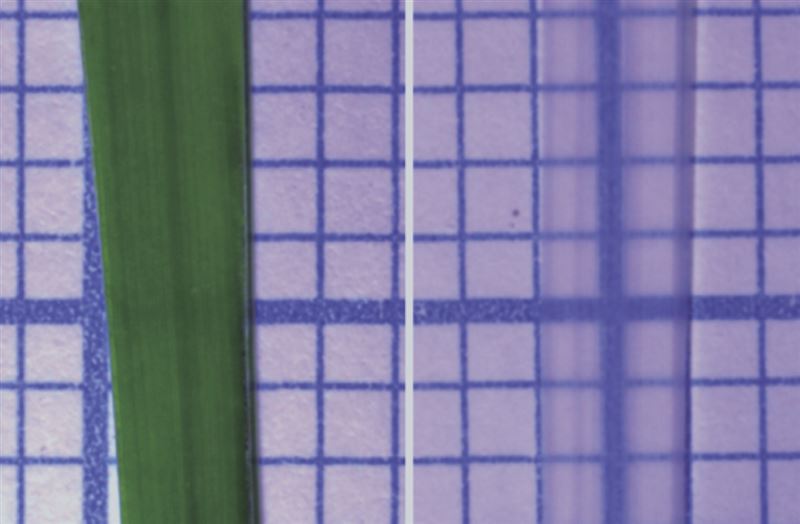 東京理科大など 短時間で植物透明化し傷付けず内部構造観察する手法開発 科学技術 大学 ニュース 日刊工業新聞 電子版