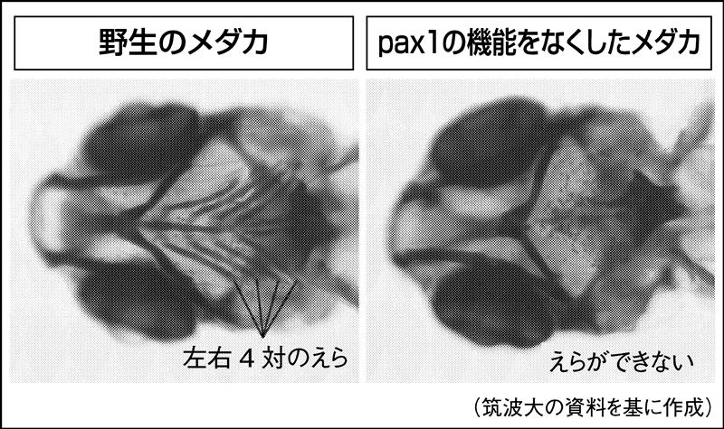 えらの仕組み | 鰓呼吸の仕組み _ アサリの呼吸方法:潮が引いている時はどうしてる? – LHWLS