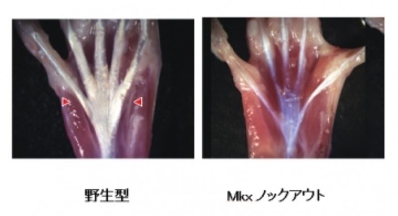 深層断面／ゲノム編集、活用進む−狙った遺伝子、高効率に改変