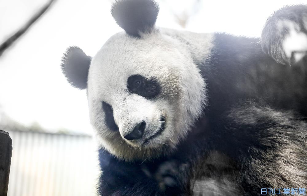 上野動物園135年 動物園を支える最新技術 赤ちゃんパンダ期待 トピックス ニュース 日刊工業新聞 電子版