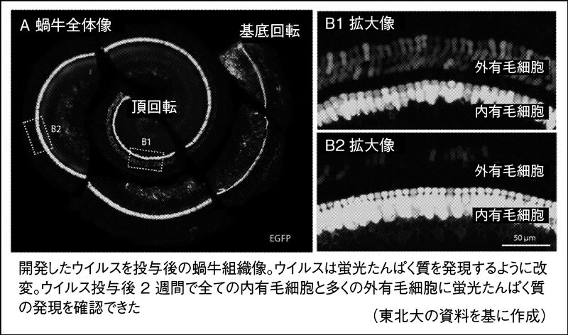 東北大が感音難聴に新遺伝子治療法 内有毛細胞に導入 聴力悪化防ぐ 科学技術 大学 ニュース 日刊工業新聞 電子版