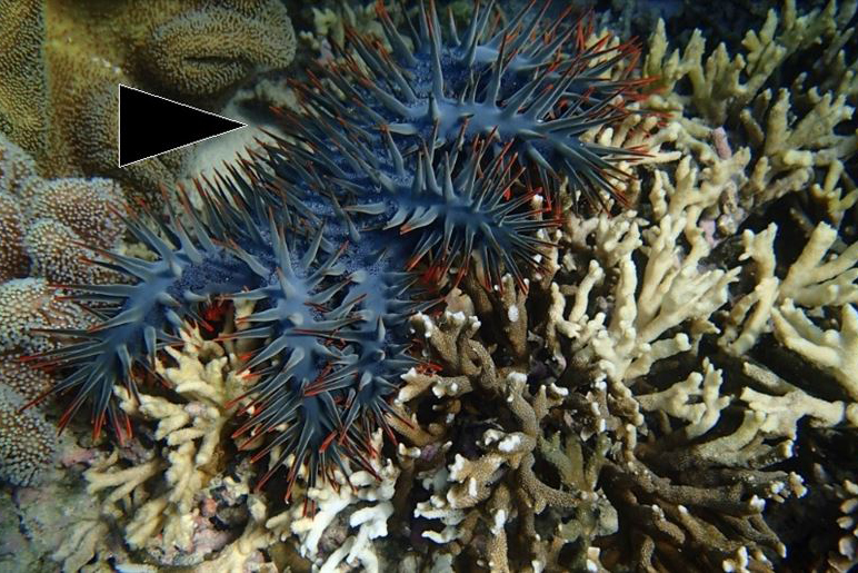 沖縄科技大 サンゴ捕食オニヒトデのゲノム解読 誘引物質候補も特定 科学技術 大学 ニュース 日刊工業新聞 電子版