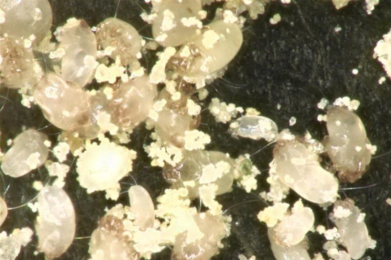 日用品メーカー ダニ駆除剤を積極投入 ぜんそく 皮膚炎など予防効果を訴求 建設 住宅 生活 ニュース 日刊工業新聞 電子版