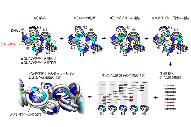 理研 ひも状dnaの立体構造を詳細解析 科学技術 大学 ニュース 日刊工業新聞 電子版