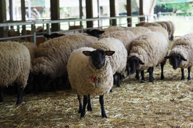 毛織物産地の愛知 尾州 国産羊毛で地域振興へ一肌 日刊工業新聞 電子版