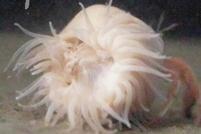 ｆｏｒ ｆｕｔｕｒｅ 先端技術 59 東京大学 三重大学 新種イソギンチャク発見 日刊工業新聞 電子版