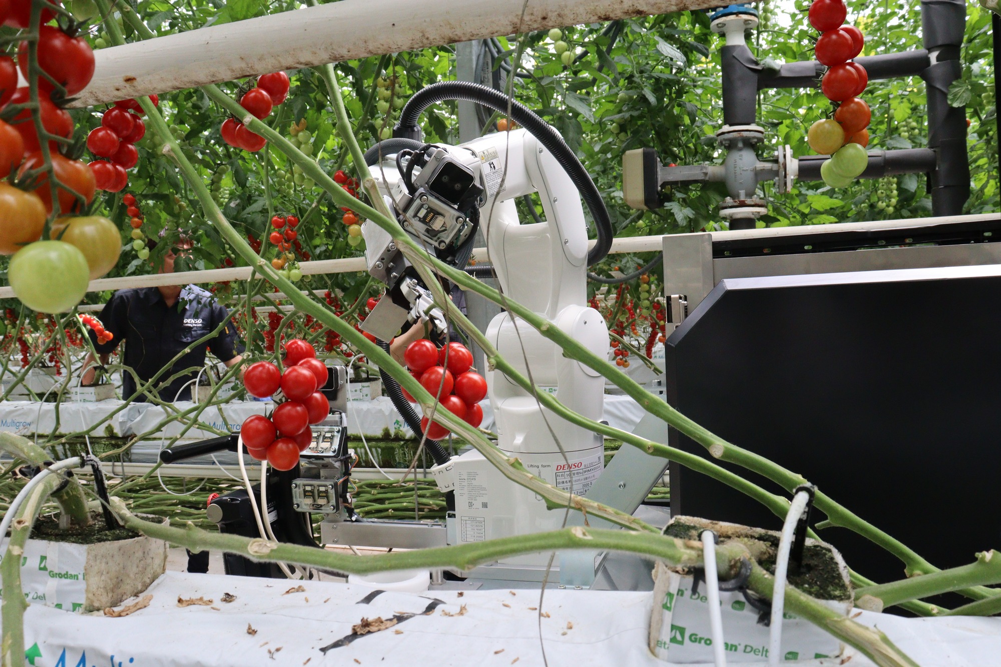 トマト5さま専用 ミニトマト1房ロボで収穫 デンソーが公開、食農の課題解決支援 | 日刊