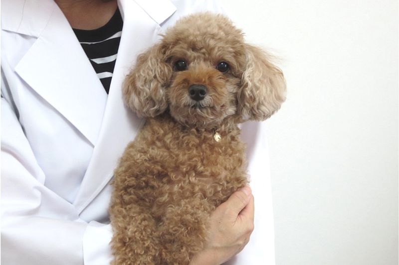 犬と猫の輸血 内分泌・代謝性疾患-7-1-300x173.jpg
