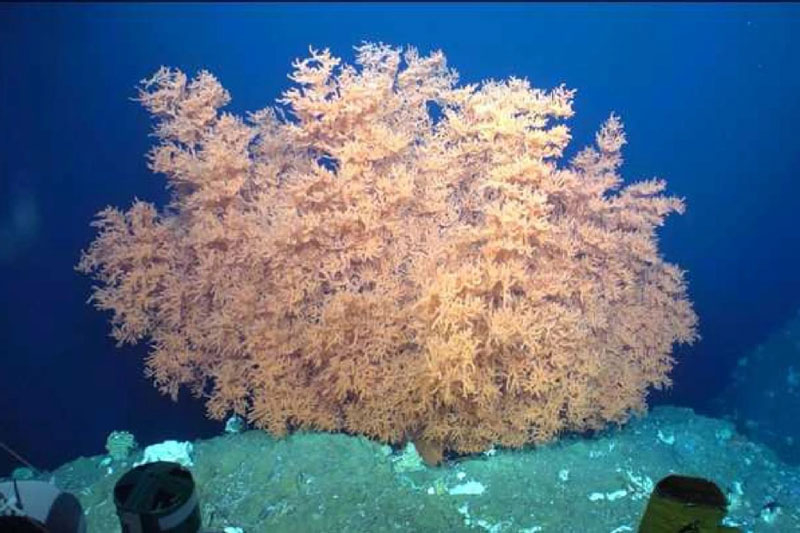 琉球大など、7000年以上生きるサンゴを発見 西マリアナ海嶺で | 日刊