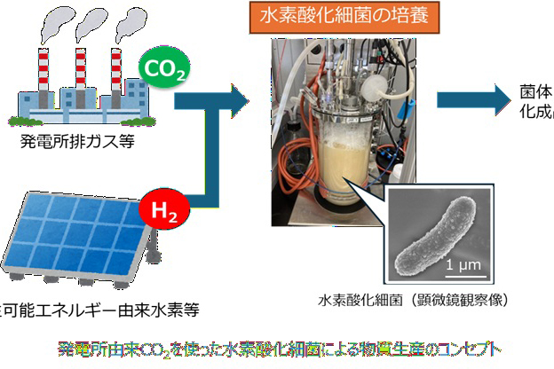 確かな価値の創出に向けて 挑む電中研（13）水素酸化細菌から有用物質