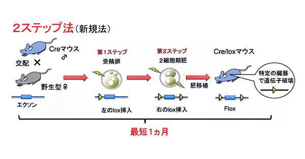 群馬大、疾患モデルマウスを1カ月で作成 | 科学技術・大学