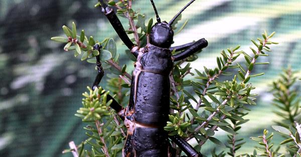 100年前絶滅」のナナフシ、豪東方沖で発見−沖縄科技大学院大と豪