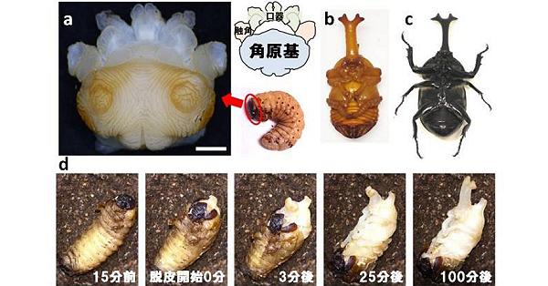 カブトムシ クワガタ 成虫 蛹 幼虫 カブトムシの角、畳んだ状態で幼虫時に形成−名大が証明 | 科学技術