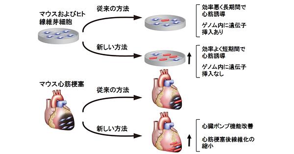心臓、遺伝子注入で機能回復 慶大がマウスで成功 | 科学技術・大学