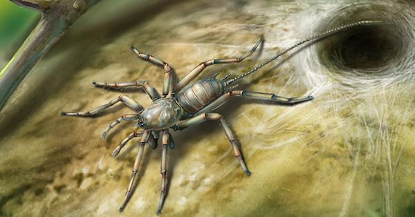 しっぽがあるクモ？ ミャンマーで発見、1億年前の琥珀内に | 科学技術