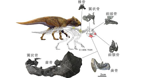 電子版】白亜紀地層から草食恐竜3体の化石―兵庫・篠山市で発見 | 科学
