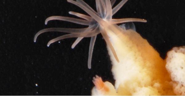 電子版】「エビ天」に似ている新種イソギンチャク 東大など発見 | 科学