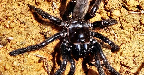 電子版】世界最高齢のクモ、ハチに刺されて死ぬ 43歳 | 科学技術・大学