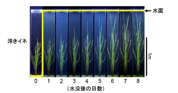 水没で背丈伸ばす「浮きイネ」、名大がカギ遺伝子発見 | 科学技術・大学 ニュース | 日刊工業新聞 電子版