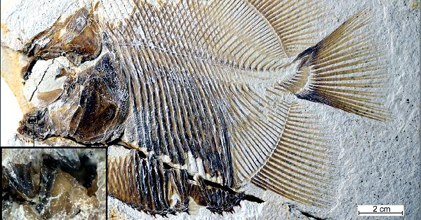 電子版】ドイツ地層、1.5億年前の海水肉食魚の化石 ピラニアに似た生態