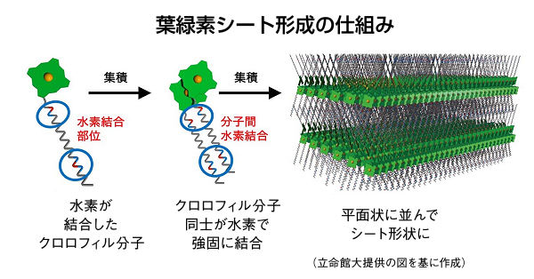 葉緑素の微小シート 立命館大が作製 光合成の仕組みなど解明へ 日刊工業新聞 電子版