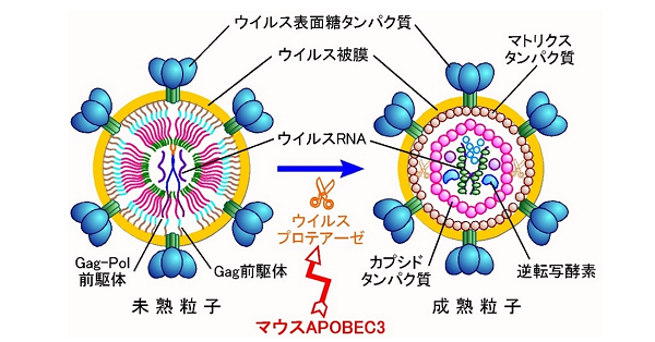 レトロウイルス、遺伝子が抑える 近畿大・愛媛大が仕組み解明 日刊工業新聞 電子版
