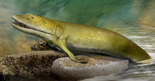 カナダ 魚の化石のインテリア カナダ 魚の化石のインテリア