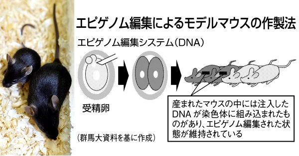 群馬大など 疾患モデル動物作製 遺伝子の働き操作 日刊工業新聞 電子版