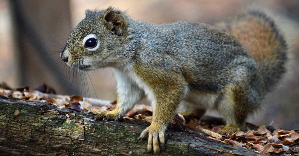 アメリカアカリス お隣さんとなじめば長生き 欧米チームが調査 日刊工業新聞 電子版