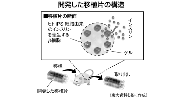 東大など レンコン状ゲル移植片開発 インスリン産生細胞内包 日刊工業新聞 電子版
